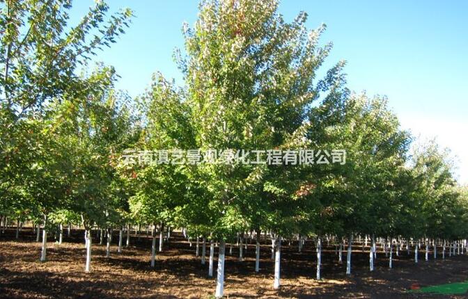 北美紅楓；美國紅楓（秋火焰）