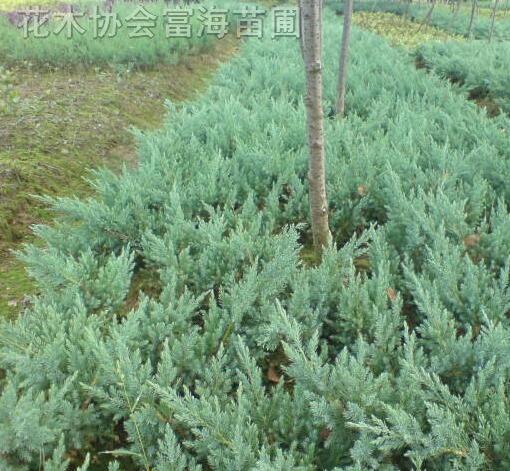 地柏，地柏小苗，鋪地柏，爬地柏，沙地柏