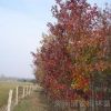 北美紅楓價(jià)格、美國(guó)紅楓小苗、湖南美國(guó)紅楓