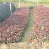 紅葉石楠（工程苗、獨(dú)干苗、球類苗）
