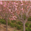 櫻花價(jià)格_日本櫻花價(jià)格_晚櫻樹價(jià)格_櫻花工程苗