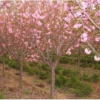 櫻花價(jià)格_日本櫻花價(jià)格_晚櫻樹價(jià)格_櫻花工程苗
