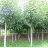 白蠟苗價(jià)格_白蠟價(jià)格_白蠟樹苗價(jià)格_白蠟工程苗