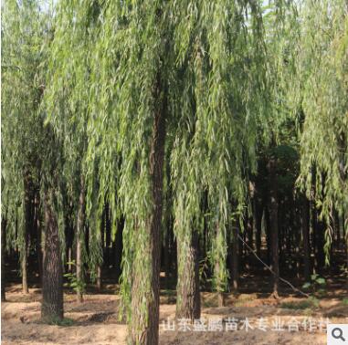 基地大量供應柳樹苗適應性強 耐旱生長旺盛柳樹苗質(zhì)量保證