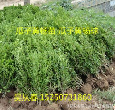 批發(fā)瓜子黃楊苗 基地苗圃小葉黃楊 瓜子黃楊球 綠化工程苗量