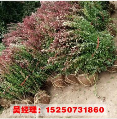 山東苗圃紅葉小波苗 紅葉小檗球 規(guī)格齊全基地批發(fā)綠化苗木