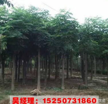 欒樹批發(fā)基地直銷園林綠化 北欒樹小苗 等 工程綠化 行道樹綠化