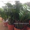 批發(fā)室內植物 金錢樹盆栽 觀葉植物 花卉綠植 凈化空氣 觀賞植物