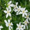 基地大量熱銷優(yōu)質(zhì)梔子花 牡丹梔子花 牡丹花苗 花大濃香 凈化空氣