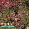 庭院觀花植物批發 紅梅花樹苗 耐寒紅綠梅 綠化工程 量大優惠