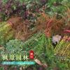 紅葉小檗綠化苗批發 工程苗木 基地彩色苗木 色塊紅葉小檗