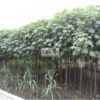 芙蓉花 木芙蓉低價處理 木芙蓉最新價格