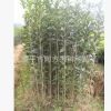 供應(yīng)移栽3年生，高100-180公分福建丹桂苗 紅桂花苗