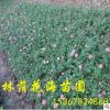 苗圃低價批發(fā)工程綠化常綠賞花灌木月季花小苗 小花月季 鉆石月季