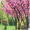 綠化工程苗嫁接日本櫻花早櫻櫻花苗地栽盆栽櫻花樹(shù)苗庭院綠化樹(shù)苗