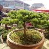 精品真柏盆景 室內(nèi)植物盆栽 造型樹樁綠植 針柏盆景