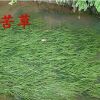 水生植物直銷苦草沉水植物家庭魚缸真水草凈化水質(zhì)苦草尾貨甩賣