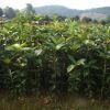 批發(fā)紅桂花 丹桂花樹小苗20-150公分高丹桂扦插苗 高成活價格低