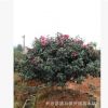 基地直銷 茶梅 茶梅球 茶梅小苗花色艷紅 綠化灌木規(guī)格多價格低