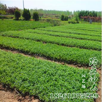 批發(fā)苗木 扶芳藤小苗 爬藤植物 工程苗 小葉扶芳藤苗 四季常綠