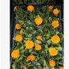 大量出售金盞菊小苗 時令草花金盞菊 長生菊杯苗批發(fā)