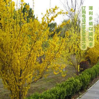 迎春、連翹花綠化苗批發(fā)價格，南北方園林小區(qū)觀賞綠化工程苗