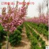 櫻花樹(shù)苗批發(fā)價(jià)格，南北方園林小區(qū)公路觀(guān)賞綠化景觀(guān)樹(shù)綠化苗品種