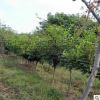 紫藤樹苗批發，南北方園林小區公園庭院涼亭棚架攀爬綠化苗好成活