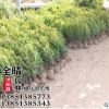 批發瓜子黃楊苗小葉黃楊苗黃楊球優質綠化工程庭院街道用苗規格全