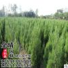 批發沭陽蜀檜苗檜柏綠化工程苗優質占地賠償苗 規格齊全貨源充足
