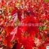 批發紅楓樹苗 正宗美國紅楓小苗日本紅楓紅舞姬秋火焰樹苗批發