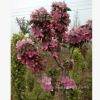 供應綠化樹種海棠，品種 規格齊全、質優價廉