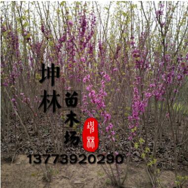 紫荊樹苗批發(fā) 貨源足 紫荊樹銷售 量大優(yōu)惠 紫荊樹價格
