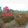 紅葉石楠球 球形紅葉石楠 全規(guī)格基地直供