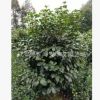 批發(fā)苗圃種植四川成都茶花球，50-80cm，叢生茶花，綠化苗木基地