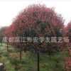 批發(fā)苗圃種植四川成都紅葉石楠樹，綠化苗木基地直銷
