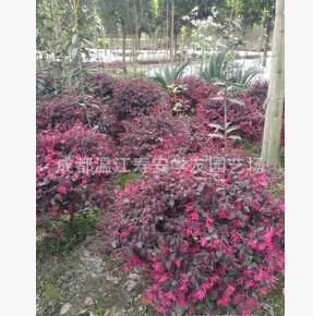 批發苗圃種植四川成都紅繼木球，紅花繼木球