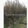 批發四川成都苗圃種植叢生紅葉李籠子，叢生紫葉李籠子