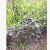 批發(fā)苗圃種植四川成都海桐小苗，七里香小苗