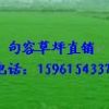 供應草坪，天堂馬尼拉草坪，百慕大草坪電15961543375