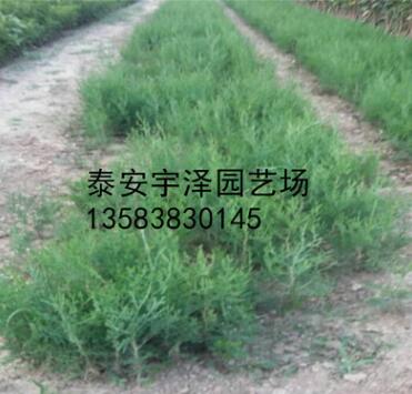 90畝龍柏苗側(cè)柏苗苗圃供應(yīng)龍柏苗占地苗綠化苗 成活率高