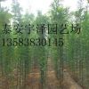 出售國(guó)槐苗 綠化國(guó)槐小苗
