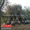 櫸樹(shù) 紅櫸樹(shù) 20公分櫸樹(shù) 耐寒耐旱 工程用苗綠化苗
