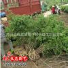黃刺玫 基地直銷 沭陽園林綠化工程苗1.5m大黃刺玫紅刺玫