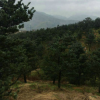各規(guī)格五針松銷售 自產(chǎn)自銷 景觀造型園林綠化 庭院耐寒樹木