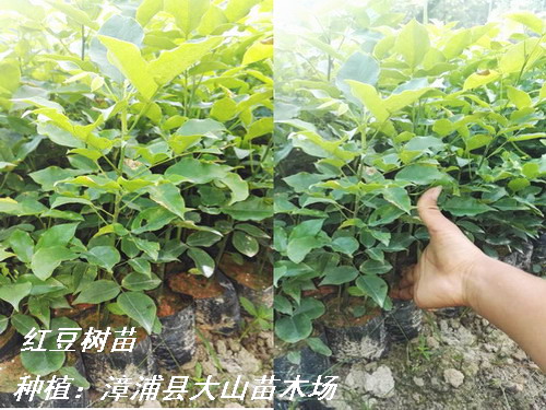 紅豆樹(shù)，鄂西紅豆樹(shù)，江陰紅豆樹(shù)，耐寒，江蘇、浙江、四川、云南種植
