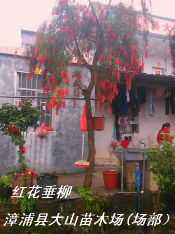 供應紅花垂柳，紅千層，串錢柳綠化苗木
