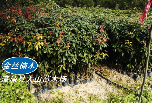 金絲楠木苗（閩楠、小葉楨楠、細葉楠、香楠）