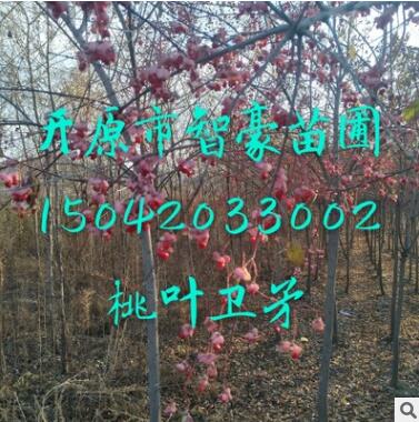 桃葉衛(wèi)矛，金葉衛(wèi)矛，衛(wèi)矛圖片，衛(wèi)矛種子