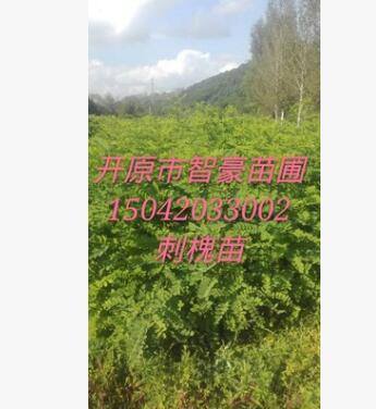 優質苗木刺槐，紫穗槐，大量批發刺槐小苗